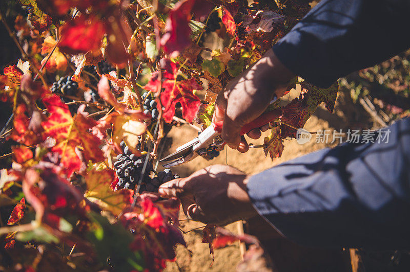 在Cape Wine Lands葡萄酒产区，一名工人在收获期间从葡萄园里割下一些葡萄。